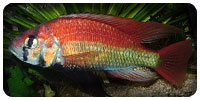 Haplochromis nuchisquamulatus