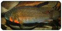 Thoracochromis Brauschi