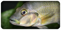 Orthochromis stormsi