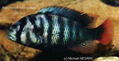 Neochromis rufocaudalis par Michaël Negrini