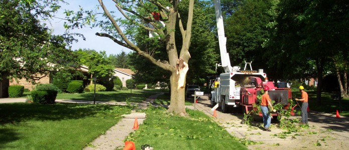 Tree Removal Services