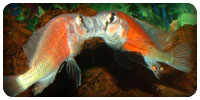 Haplochromis sp. "Hippo point salmon"