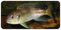Limnochromis auritus "Mutumba"