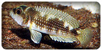 Neolamprologus stappersii