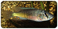 Haplochromis sp. "Matumbi hunter"