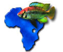 logo association haplochromis